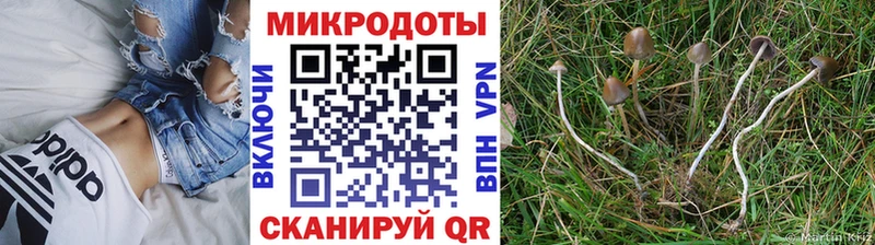 Купить  Красный Холм  Псилоцибиновые грибы Magic Shrooms 